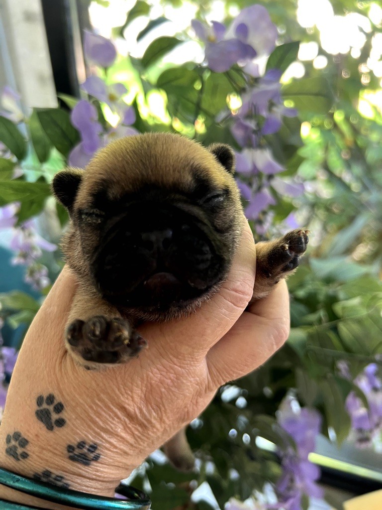 The Kingdom Of The Little Red Kings - Chiot disponible  - Bouledogue français