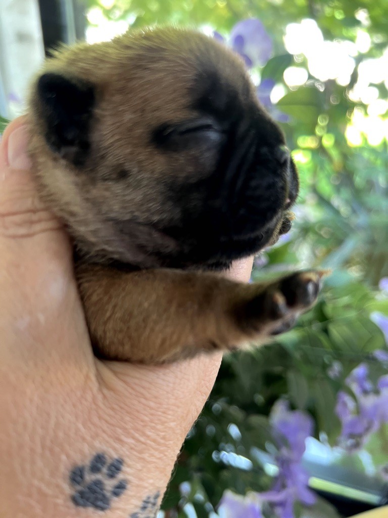 The Kingdom Of The Little Red Kings - Chiot disponible  - Bouledogue français