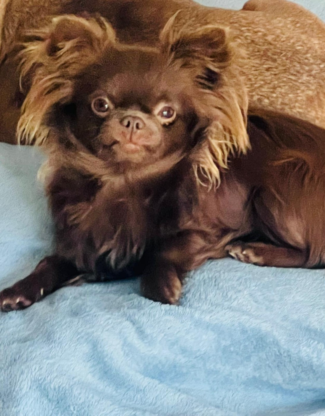 Vaiana (Sans Affixe)