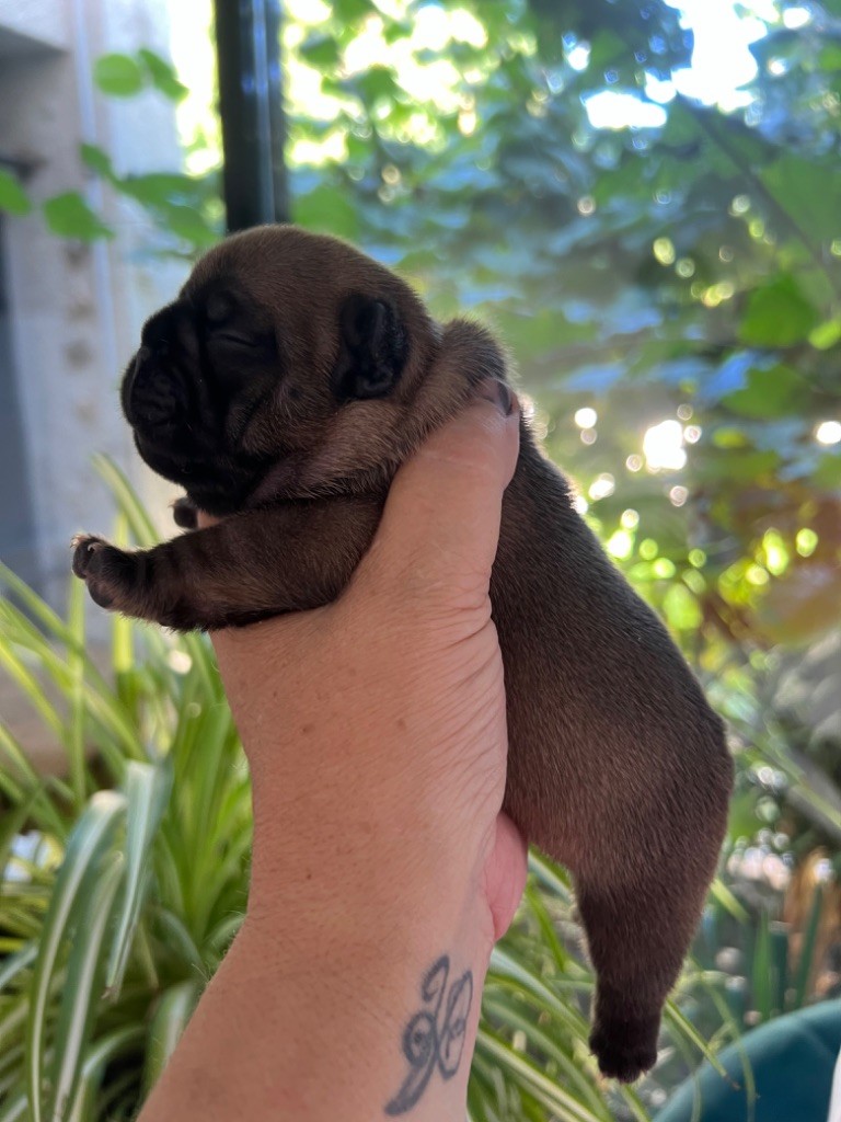 The Kingdom Of The Little Red Kings - Chiots disponibles - Bouledogue français