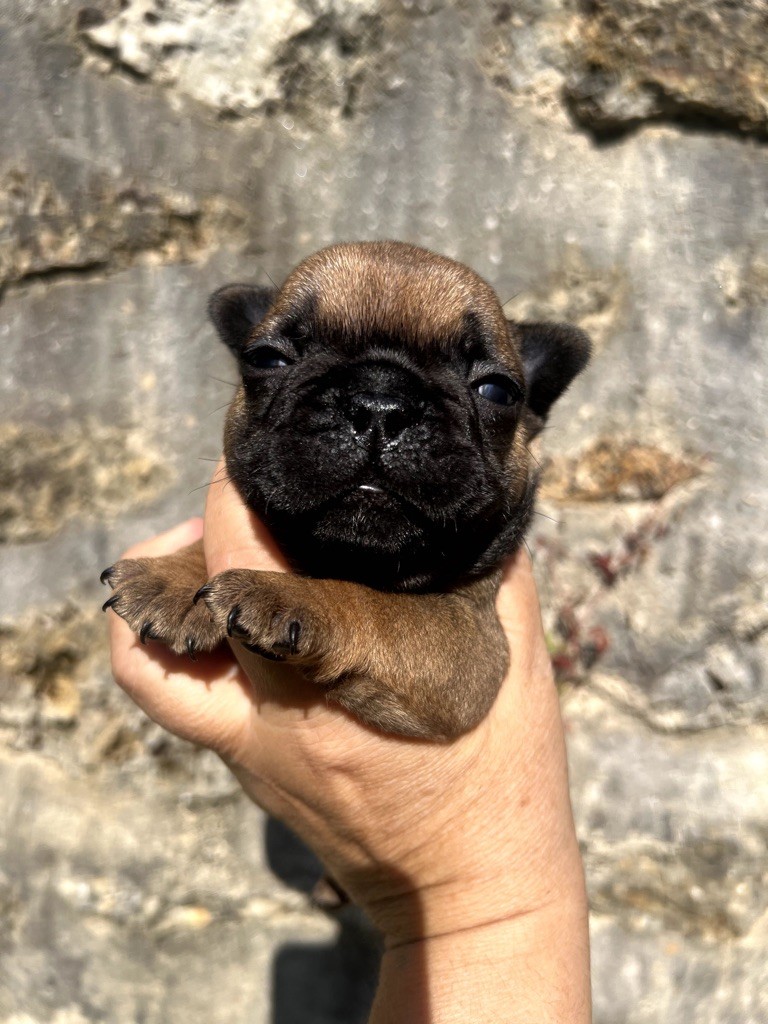 The Kingdom Of The Little Red Kings - Chiots disponibles - Bouledogue français