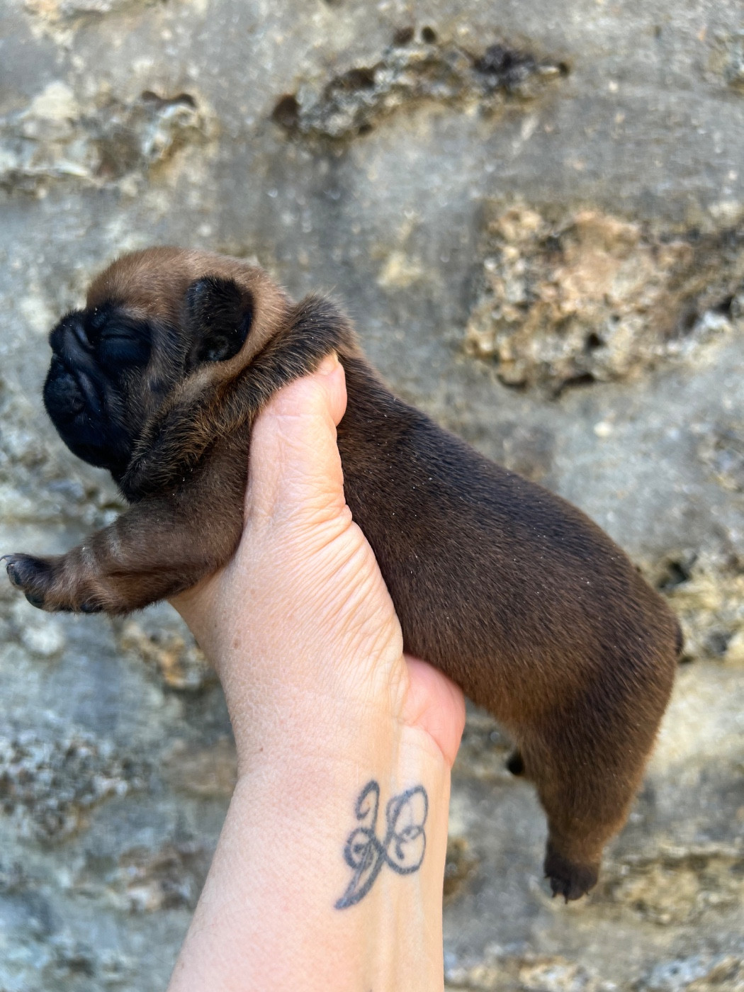 The Kingdom Of The Little Red Kings - Chiots disponibles - Bouledogue français