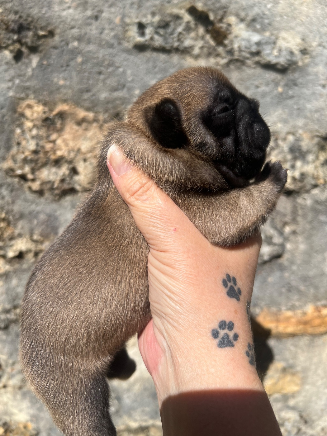 The Kingdom Of The Little Red Kings - Chiots disponibles - Bouledogue français