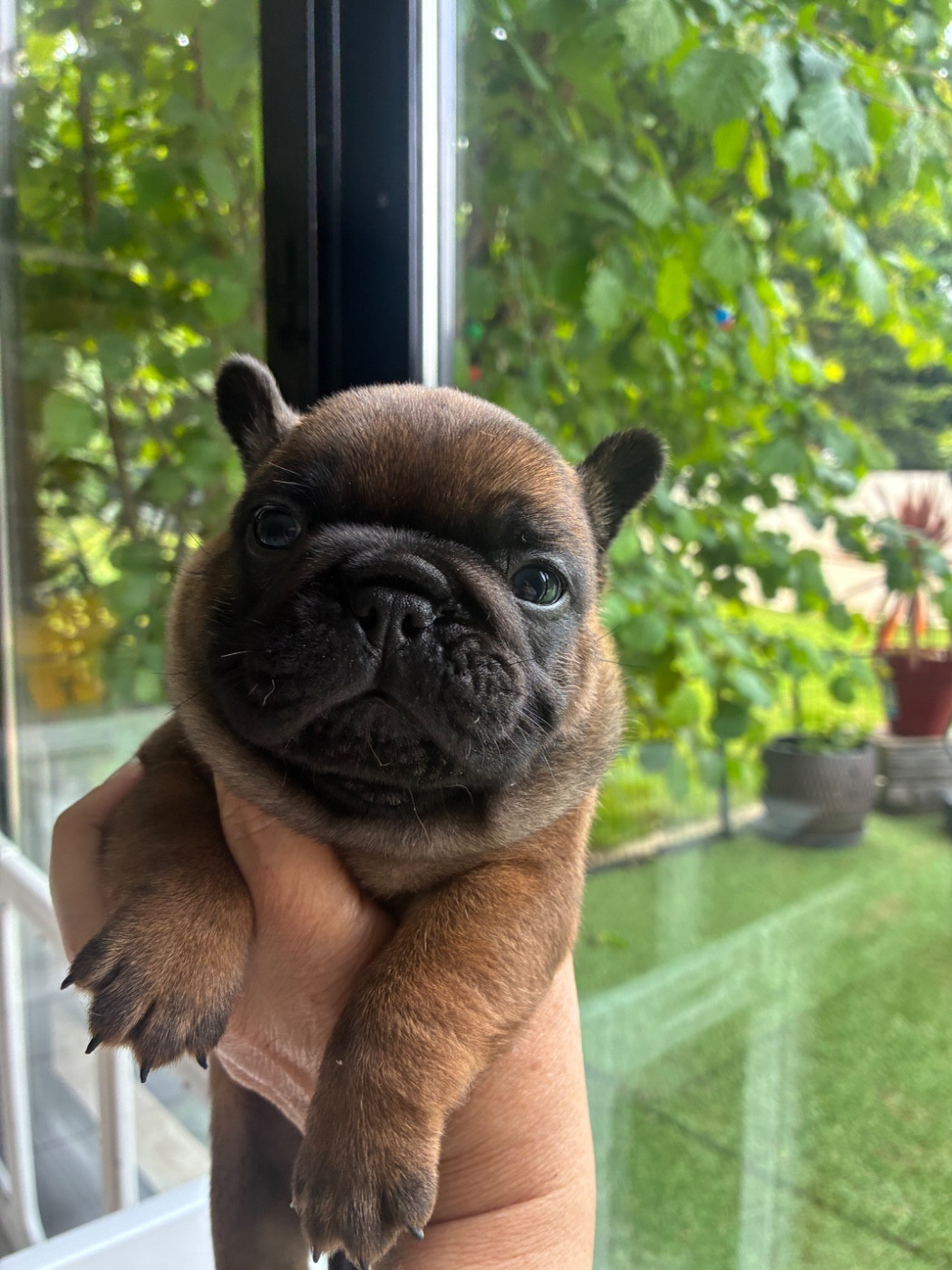 The Kingdom Of The Little Red Kings - Chiots disponibles - Bouledogue français