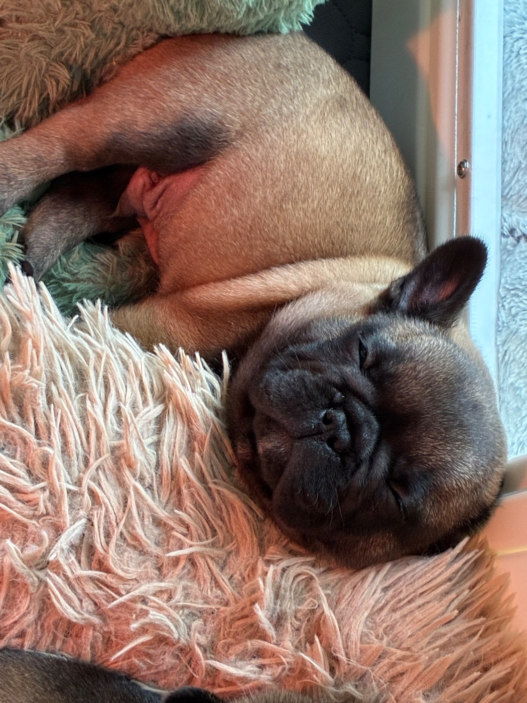 The Kingdom Of The Little Red Kings - Chiots disponibles - Bouledogue français