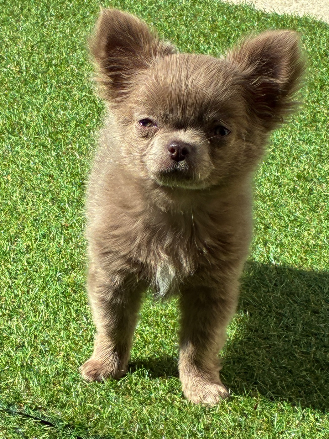 The Kingdom Of The Little Red Kings - Chiots disponibles - Chihuahua