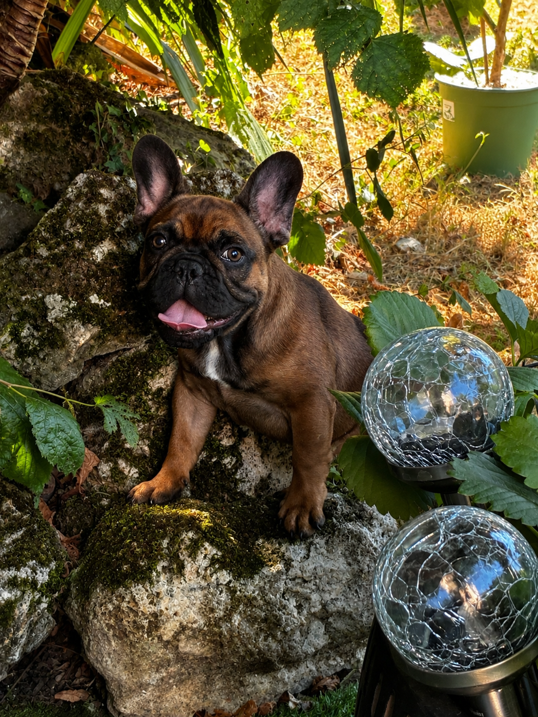 The Kingdom Of The Little Red Kings - Chiots disponibles - Bouledogue français