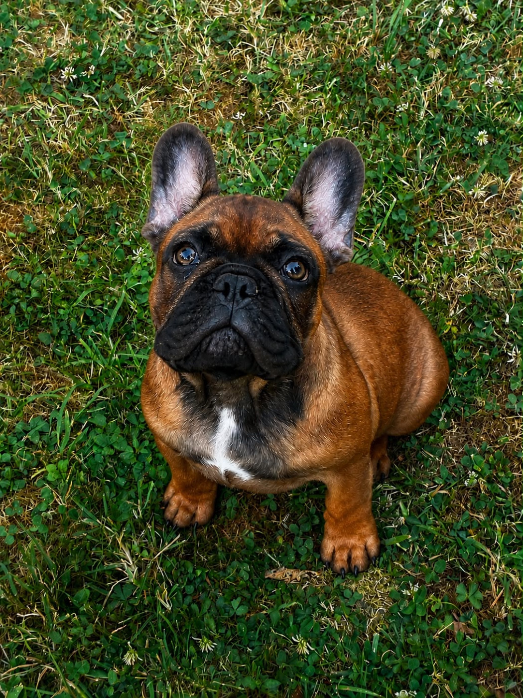 The Kingdom Of The Little Red Kings - Chiots disponibles - Bouledogue français
