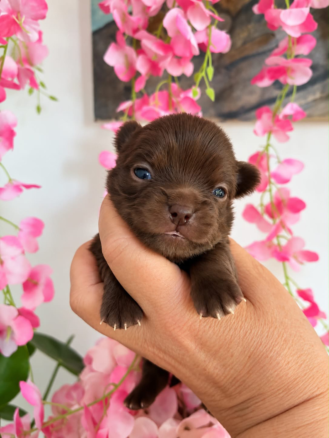 The Kingdom Of The Little Red Kings - Chiots disponibles - Chihuahua