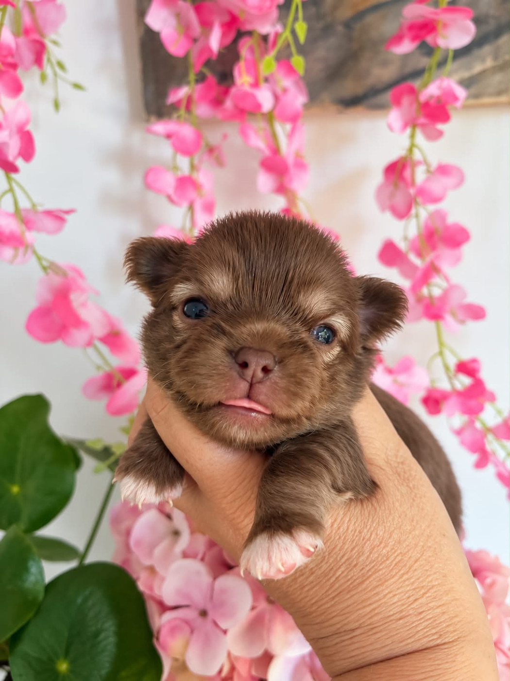 The Kingdom Of The Little Red Kings - Chiots disponibles - Chihuahua