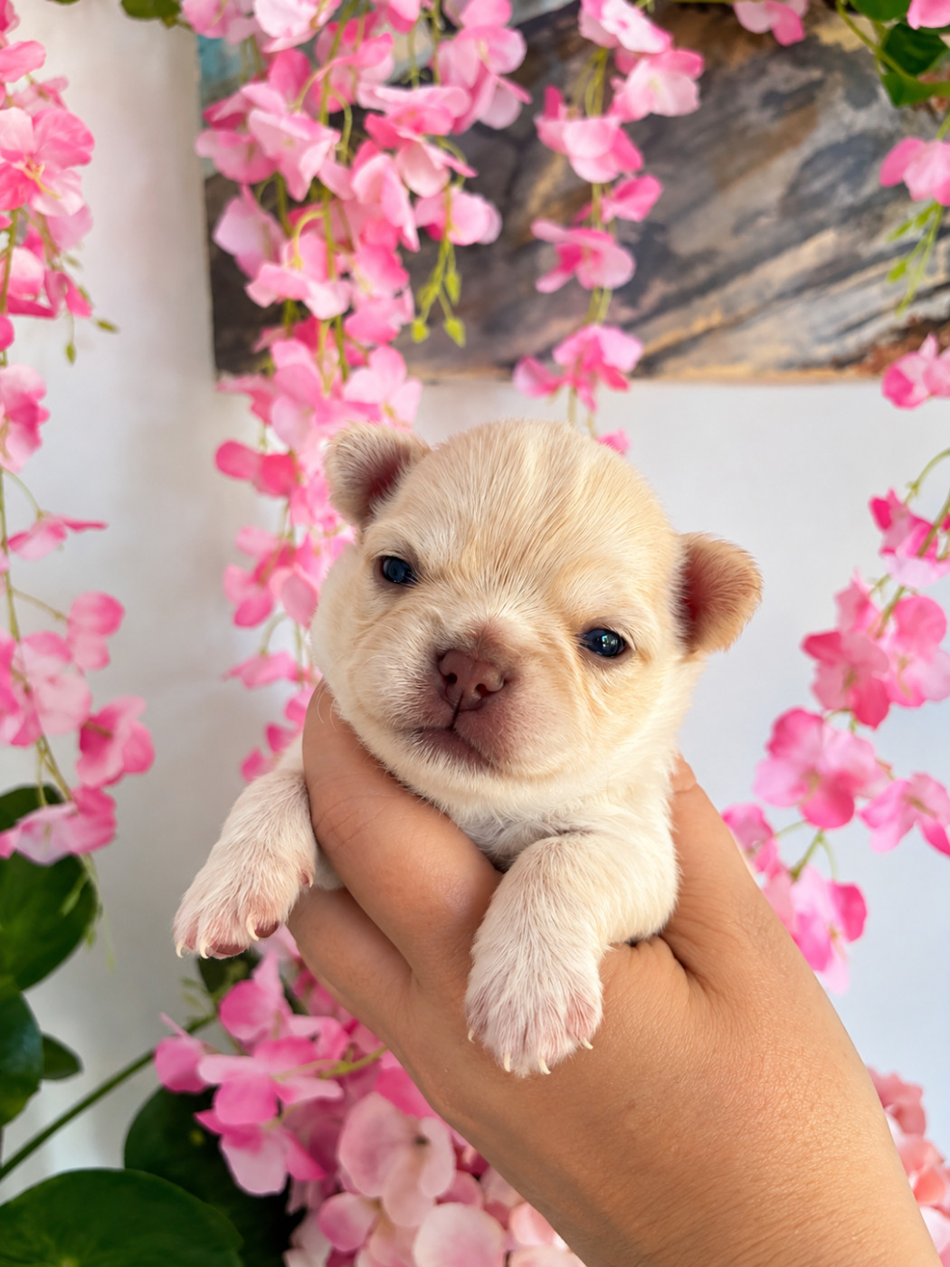 The Kingdom Of The Little Red Kings - Chiots disponibles - Chihuahua