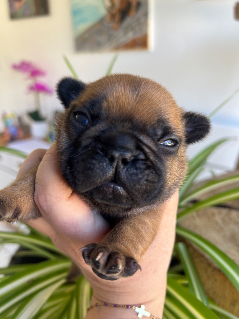 The Kingdom Of The Little Red Kings - Chiots disponibles - Bouledogue français