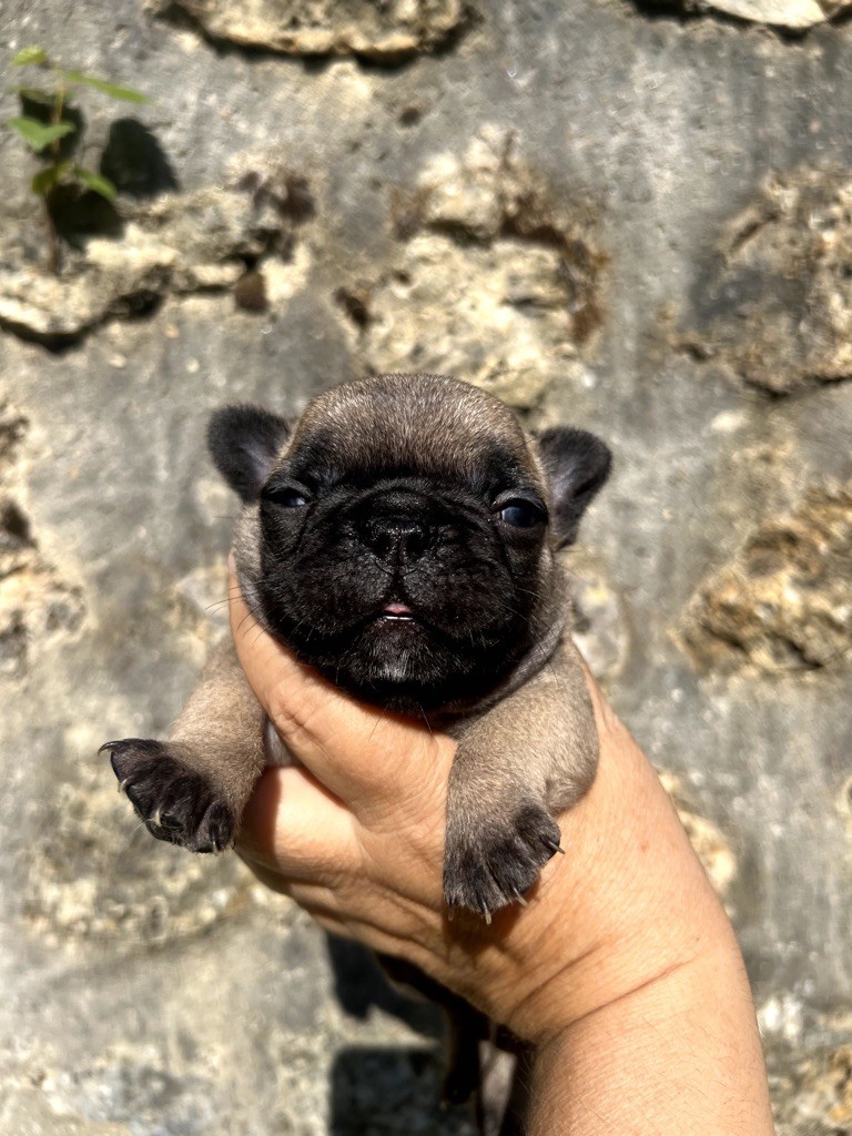 The Kingdom Of The Little Red Kings - Chiots disponibles - Bouledogue français