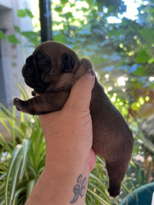 CHIOT 2
