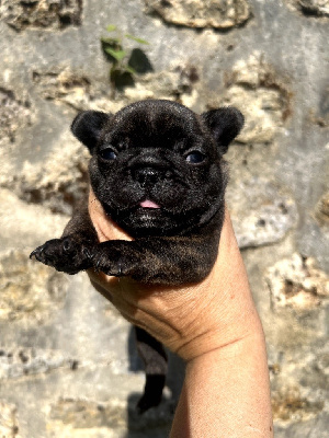 CHIOT 6