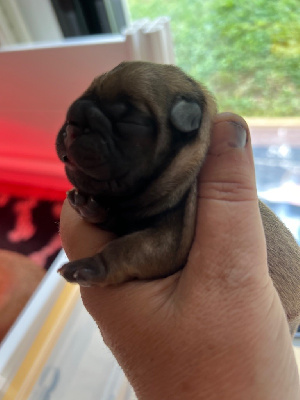 CHIOT 1
