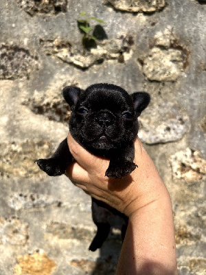 CHIOT 5
