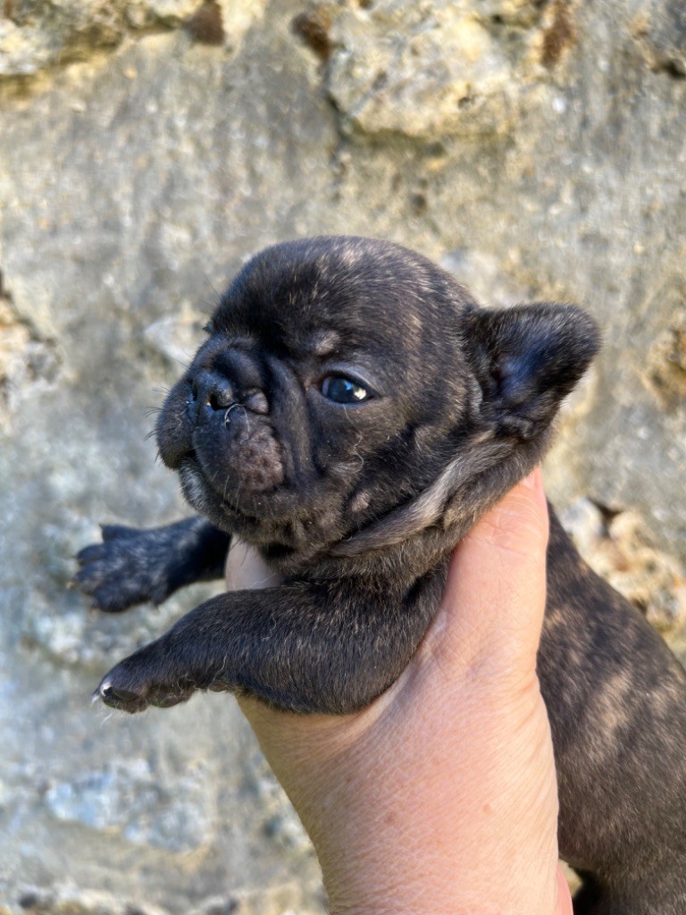 The Kingdom Of The Little Red Kings - Chiots disponibles - Bouledogue français